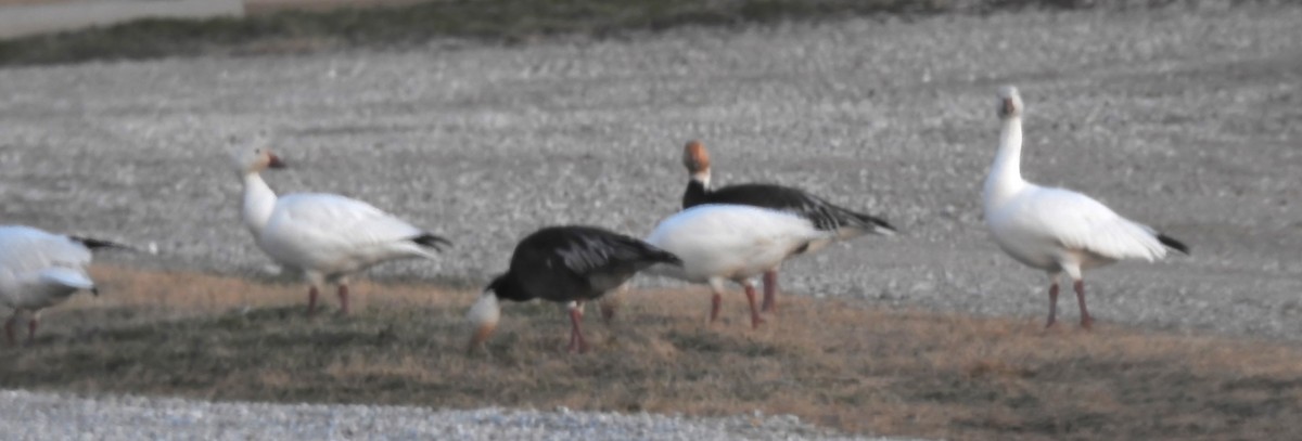 Snow Goose - ML646465292