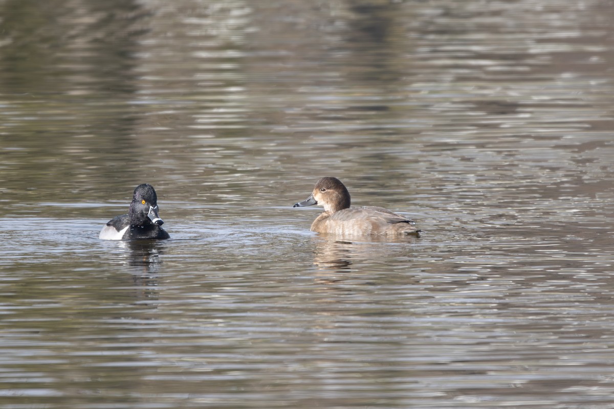 Redhead - ML646465296