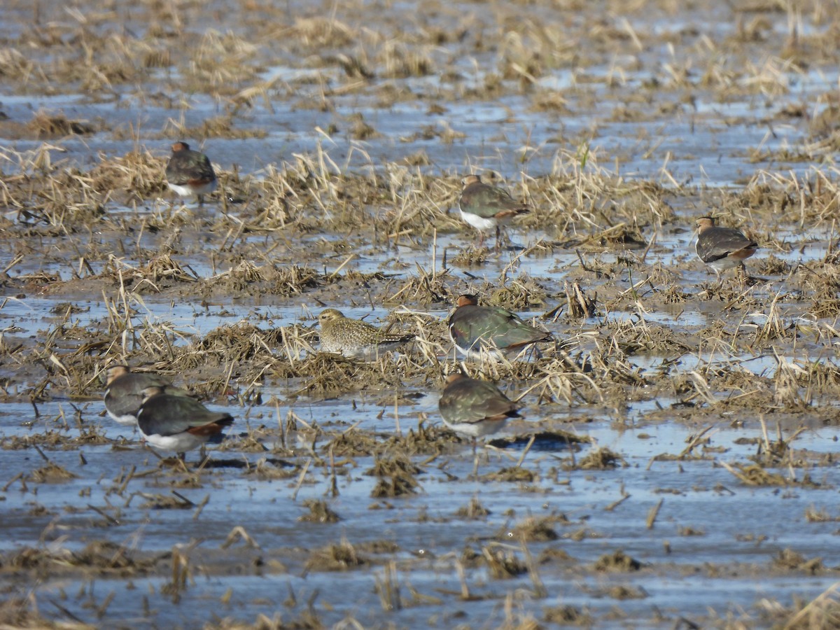 European Golden-Plover - ML646465297