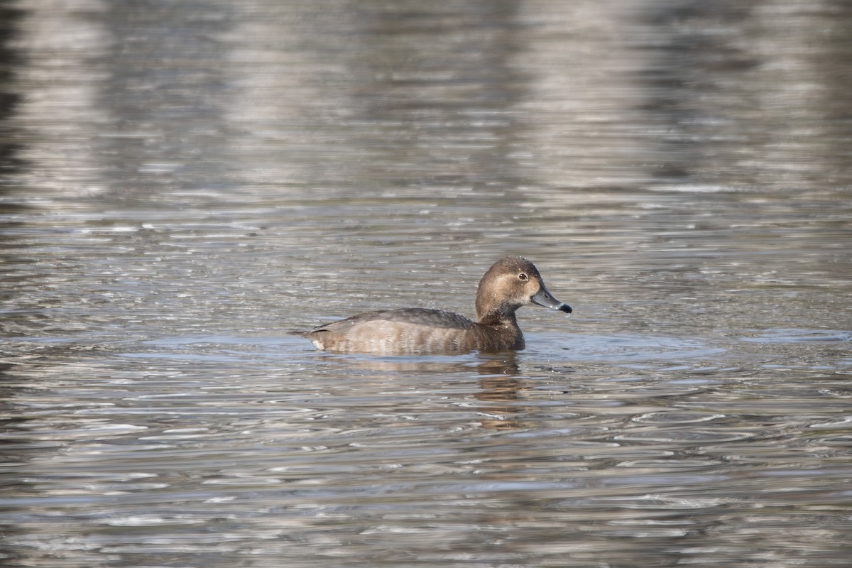 Redhead - ML646465305