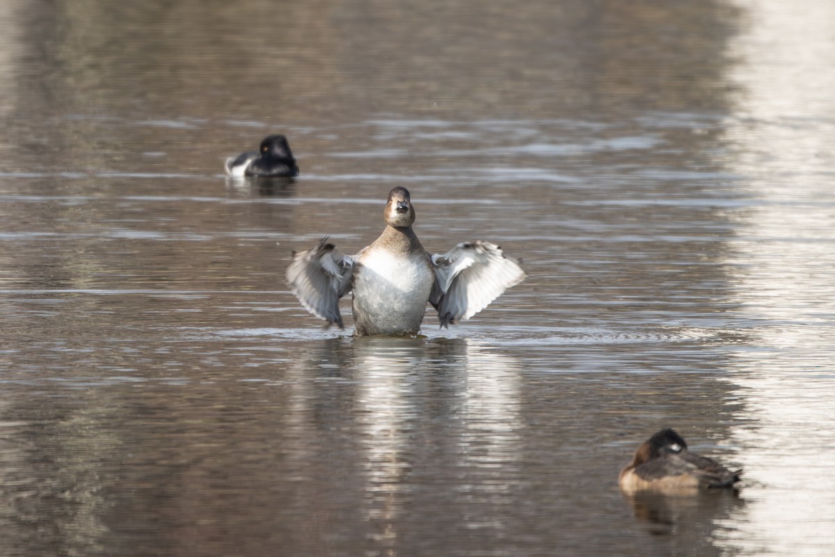 Redhead - ML646465306