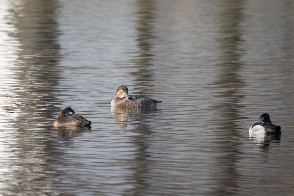 Redhead - ML646465312