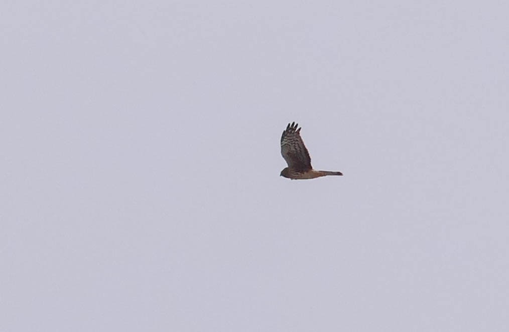 Northern Harrier - ML646465313