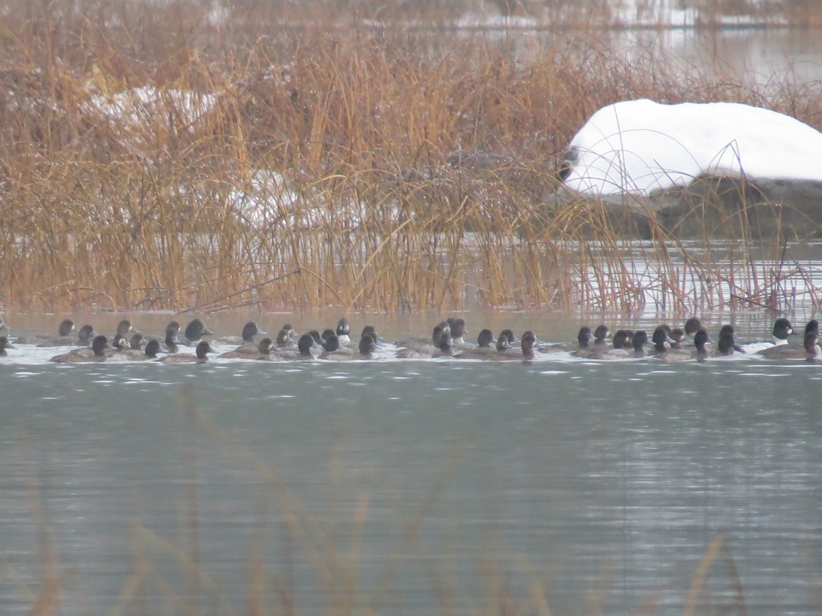 Lesser Scaup - ML646465314