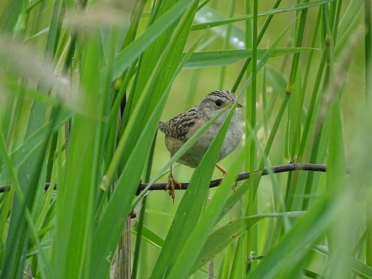 Sedge Wren - ML646465315