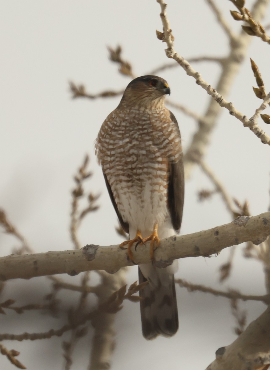 Sharp-shinned Hawk - ML646465316