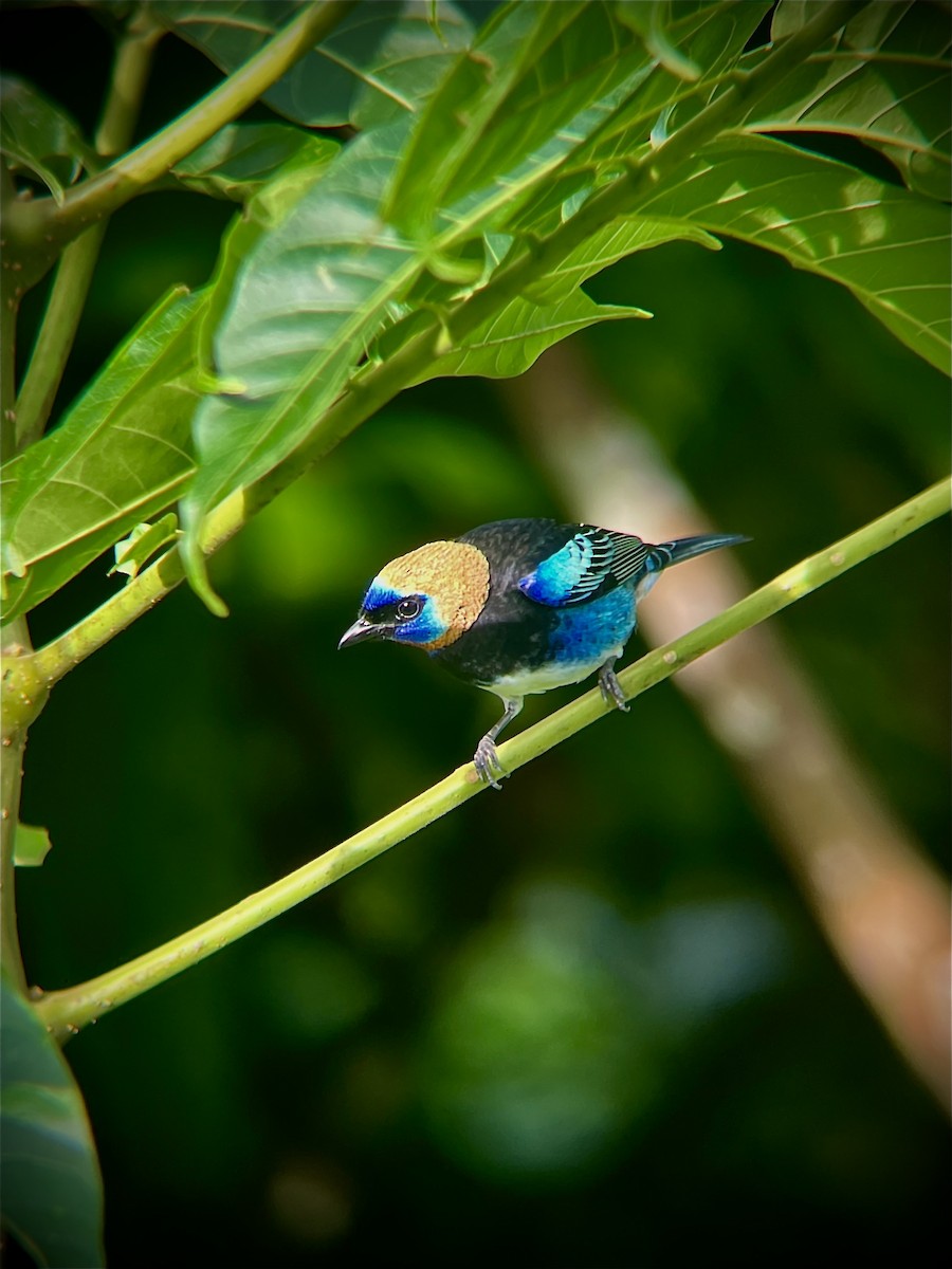 Golden-hooded Tanager - ML646465325