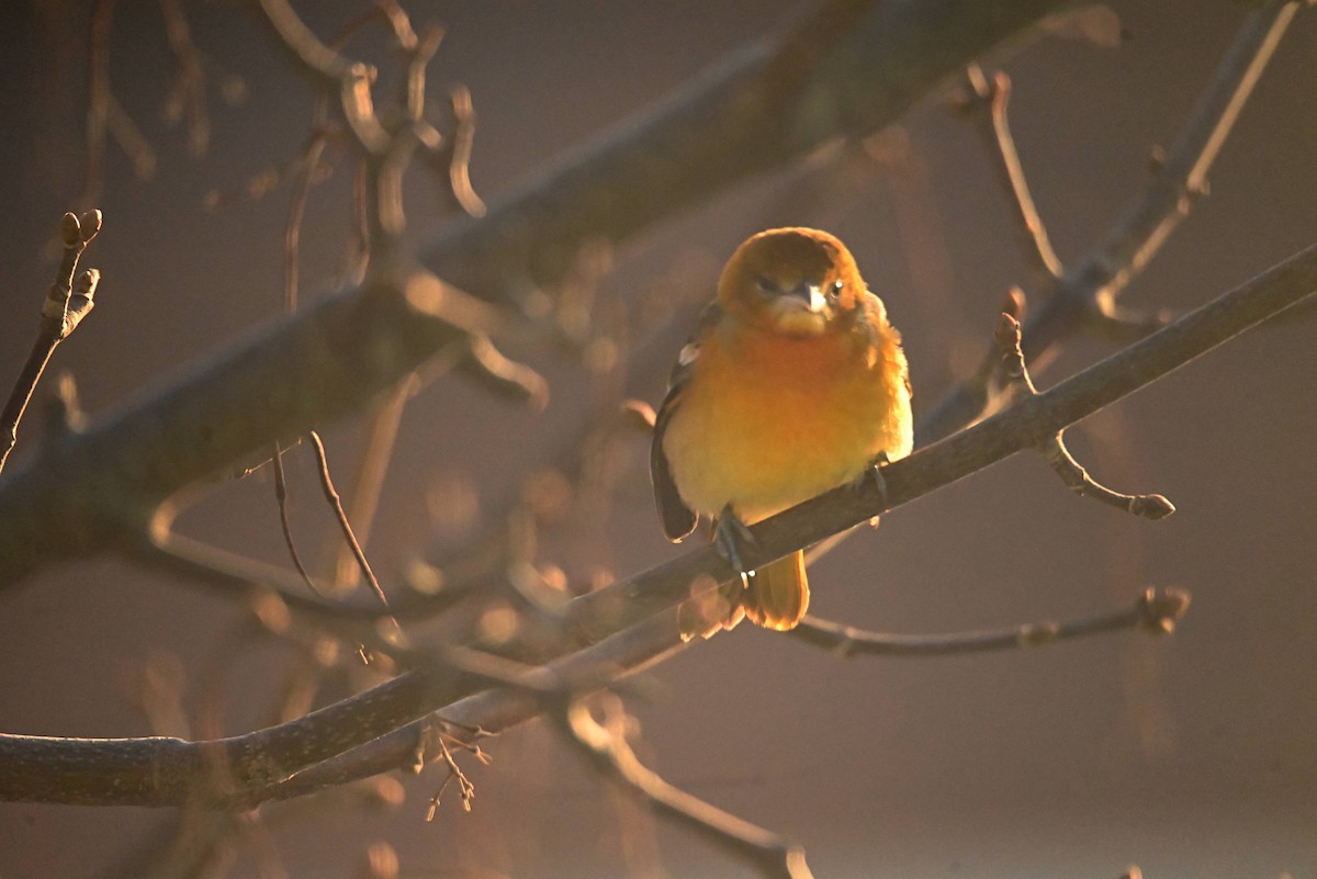 Baltimore Oriole - ML646465326