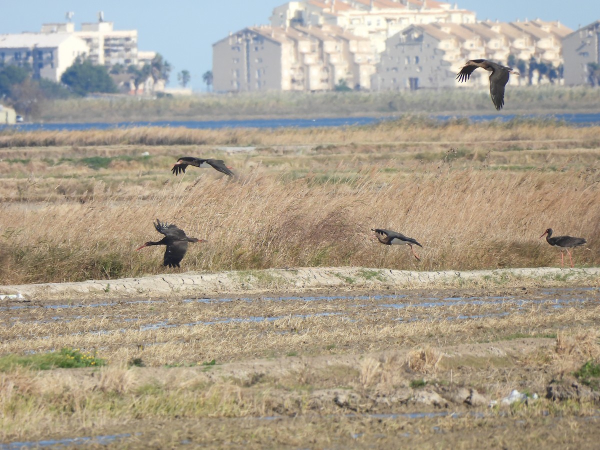 Black Stork - ML646465327