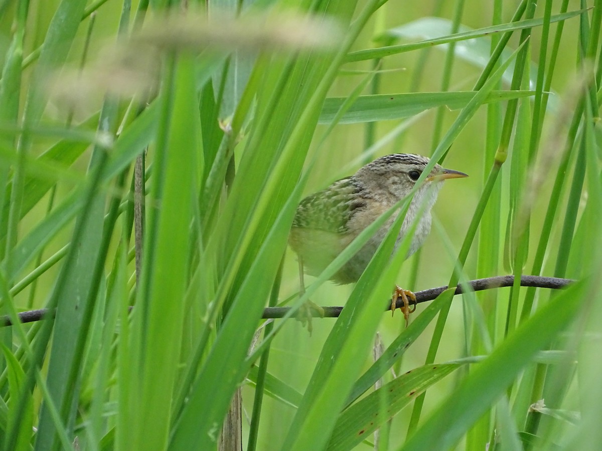 Sedge Wren - ML646465329