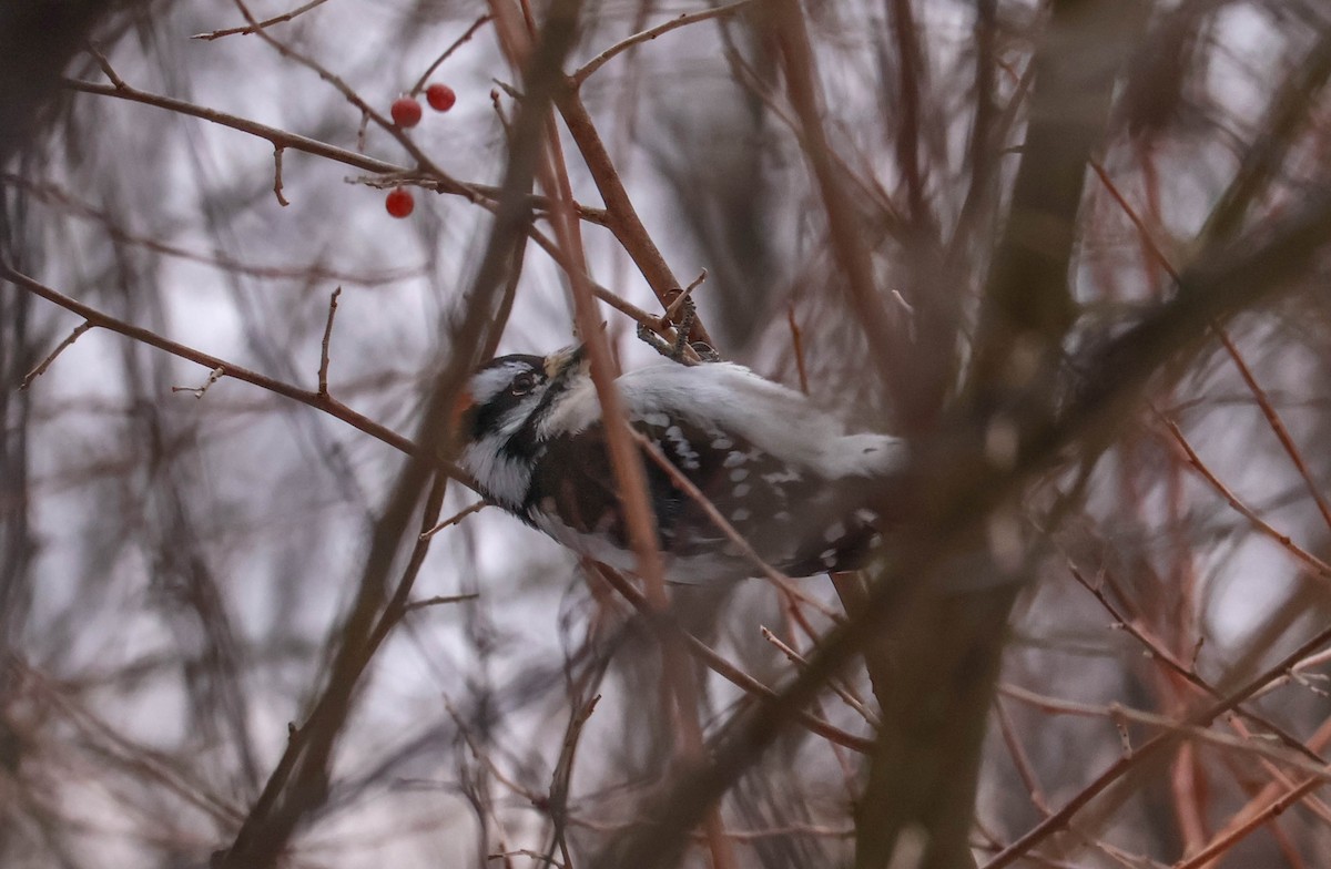 Downy Woodpecker - ML646465331