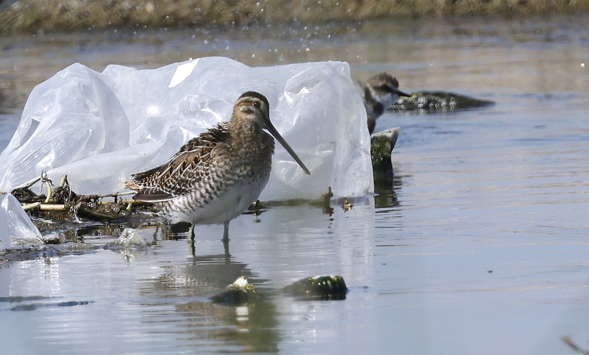ハリオシギ - ML646465332