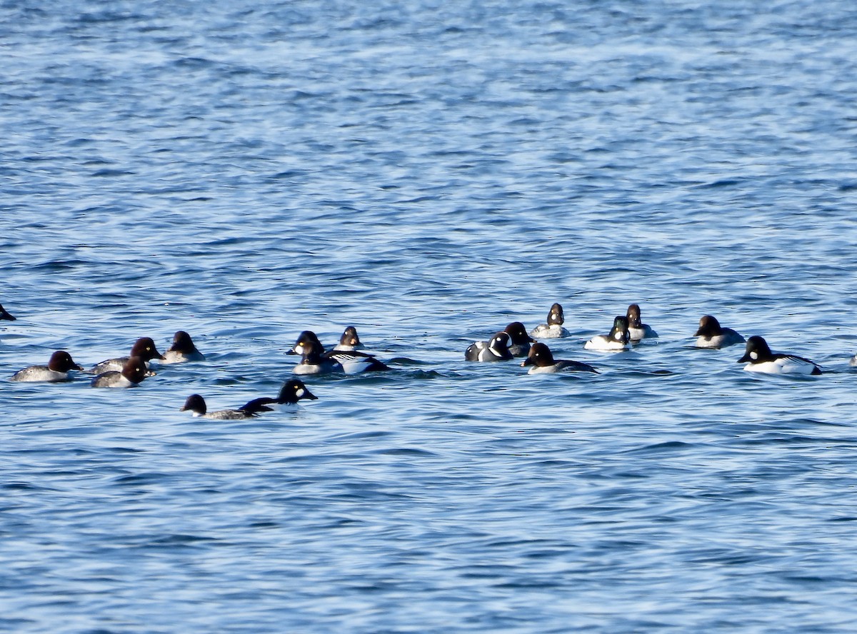 シノリガモ - ML646465344