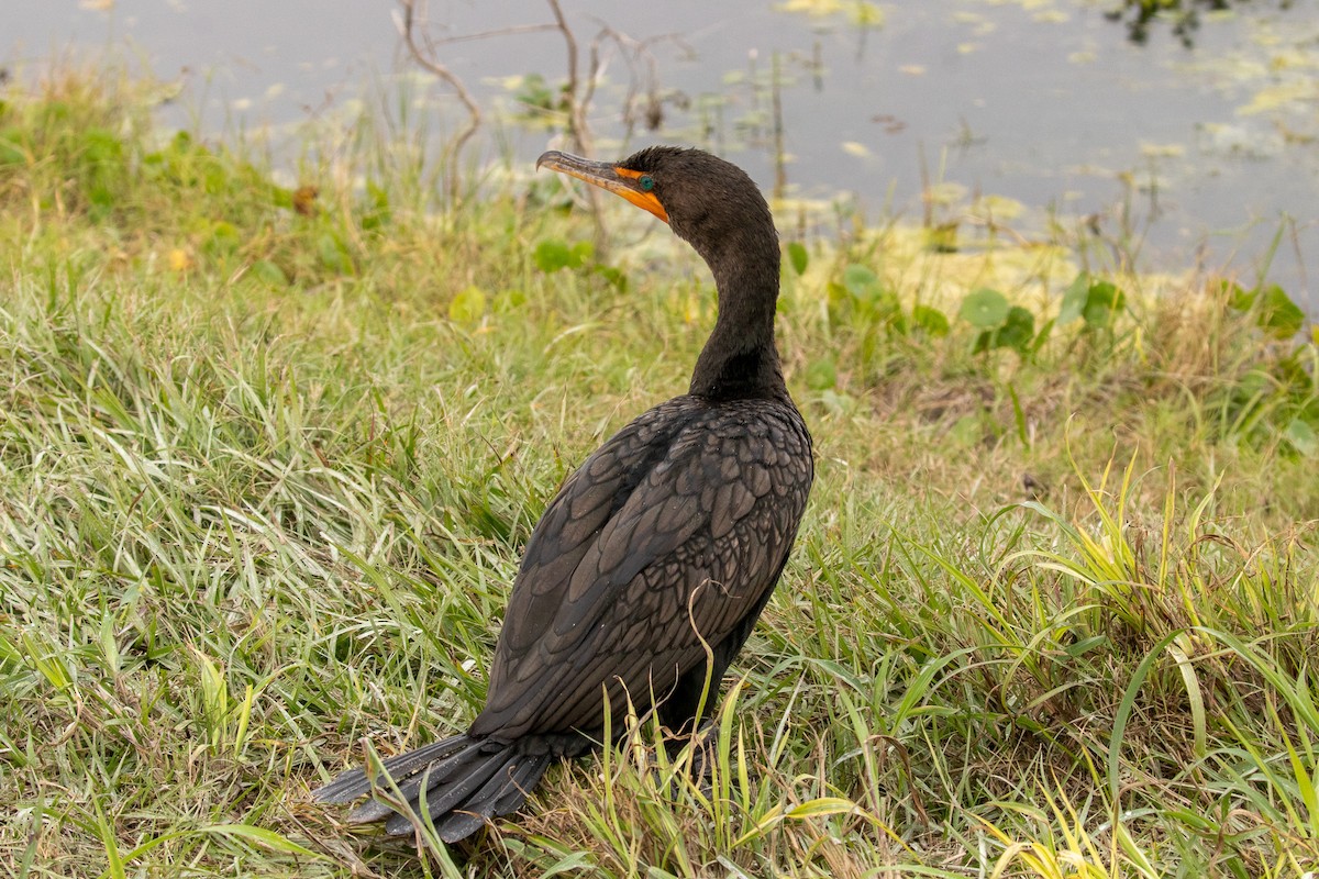 kormorán ušatý - ML646465345