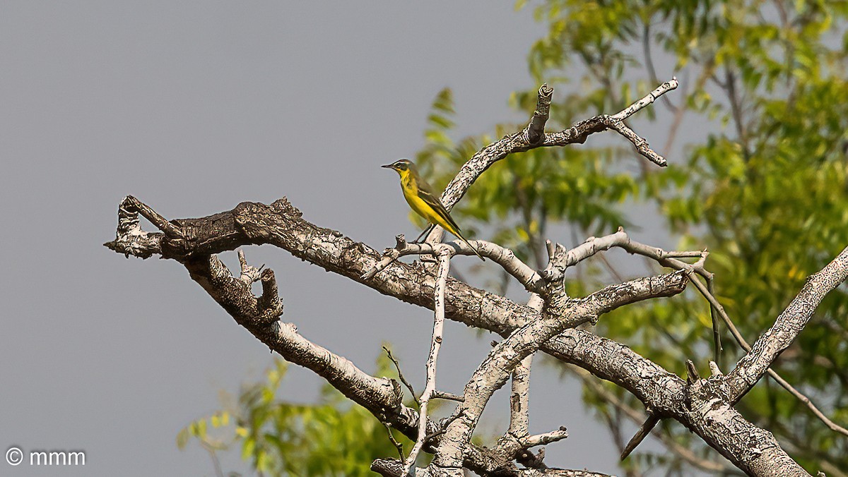 Western Yellow Wagtail - ML646465346