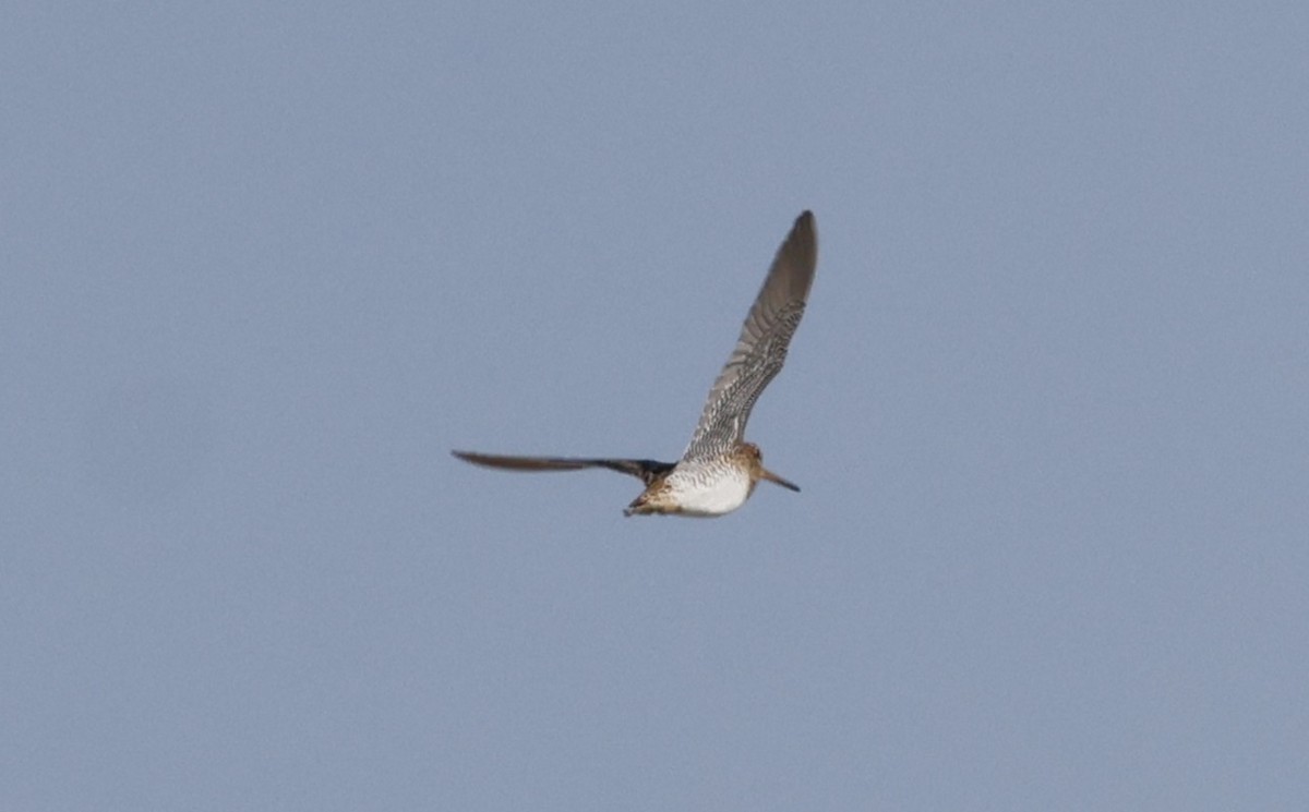 ハリオシギ - ML646465347