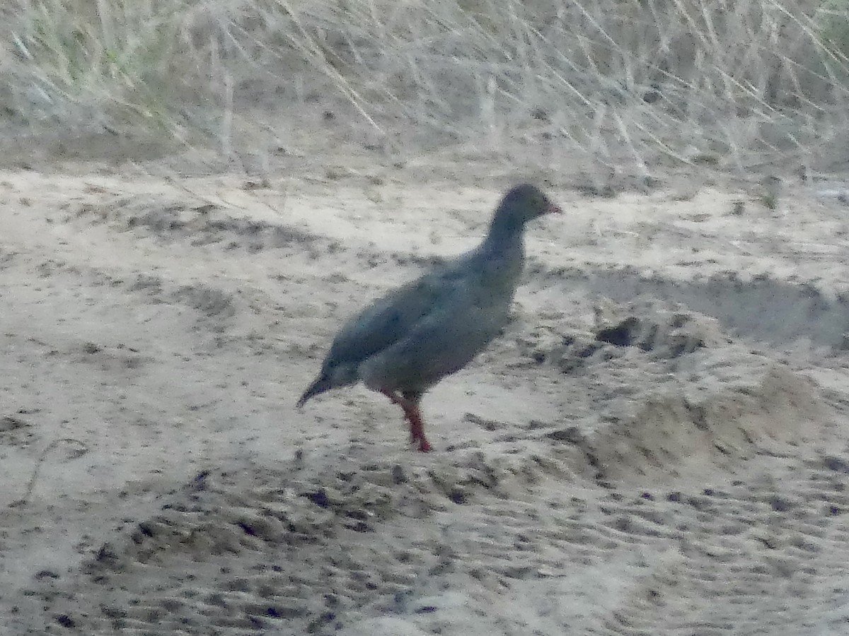 Red-billed Spurfowl - ML646465348