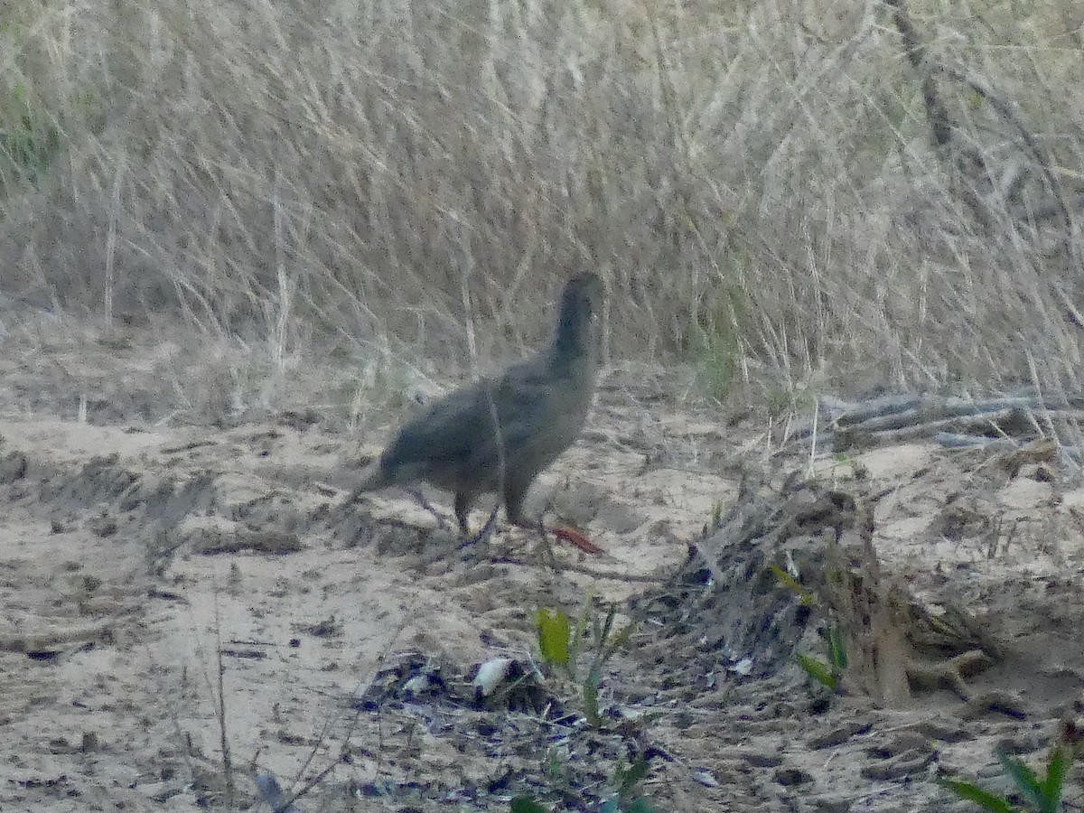 Red-billed Spurfowl - ML646465349