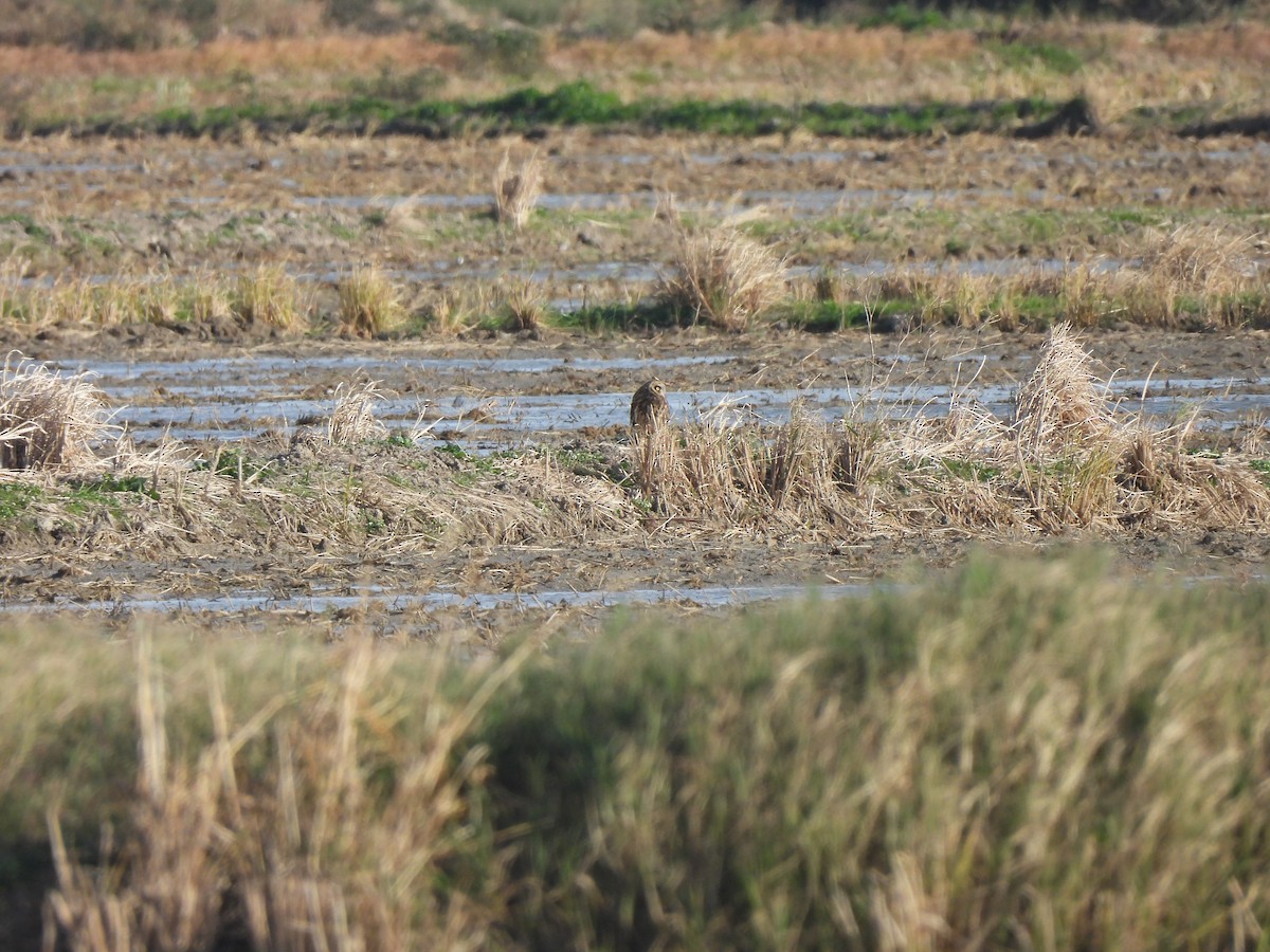 Short-eared Owl - ML646465350