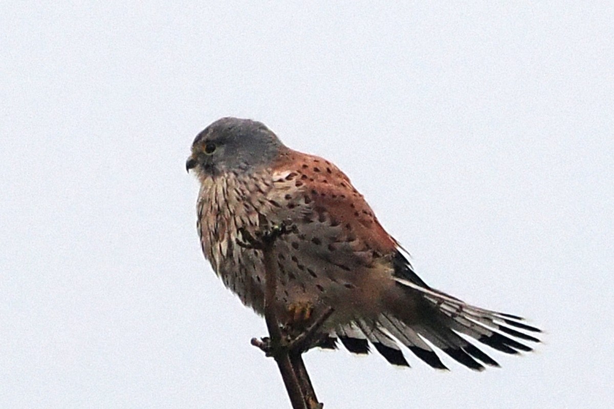 Начин шонхор - ML646465352