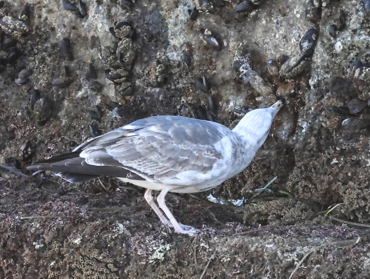 racek západní - ML646465354