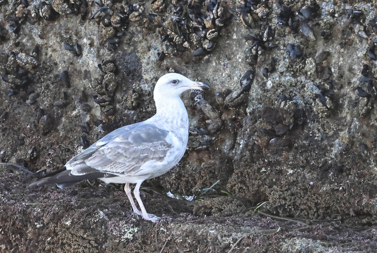 racek západní - ML646465355