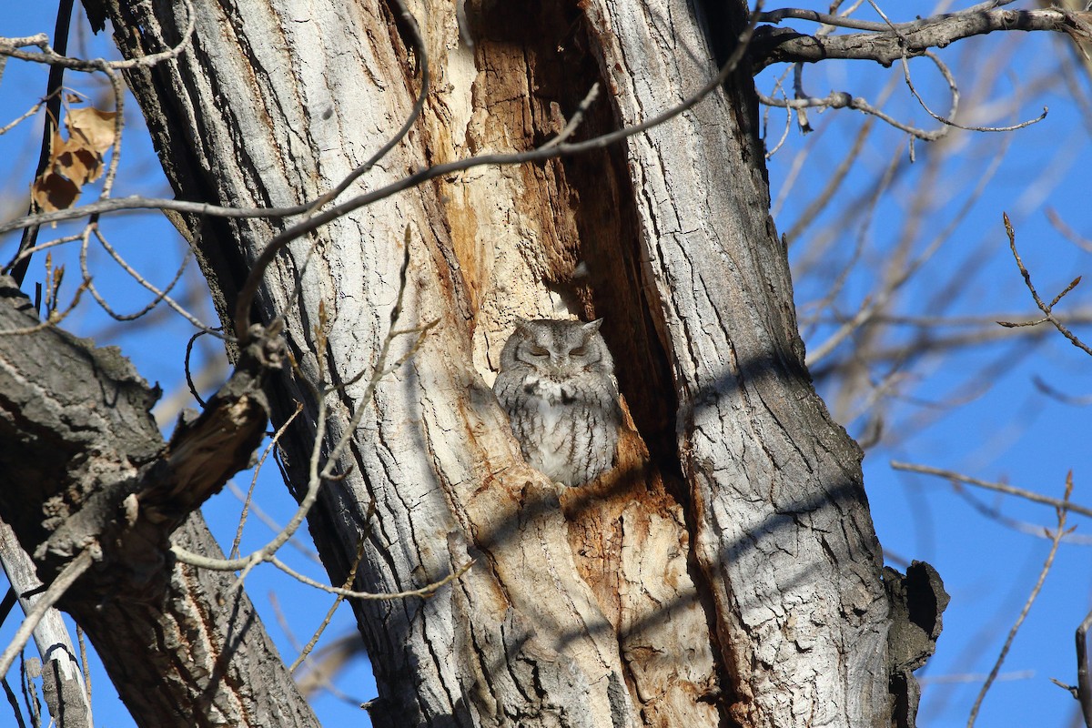 Eastern Screech-Owl - ML646465356