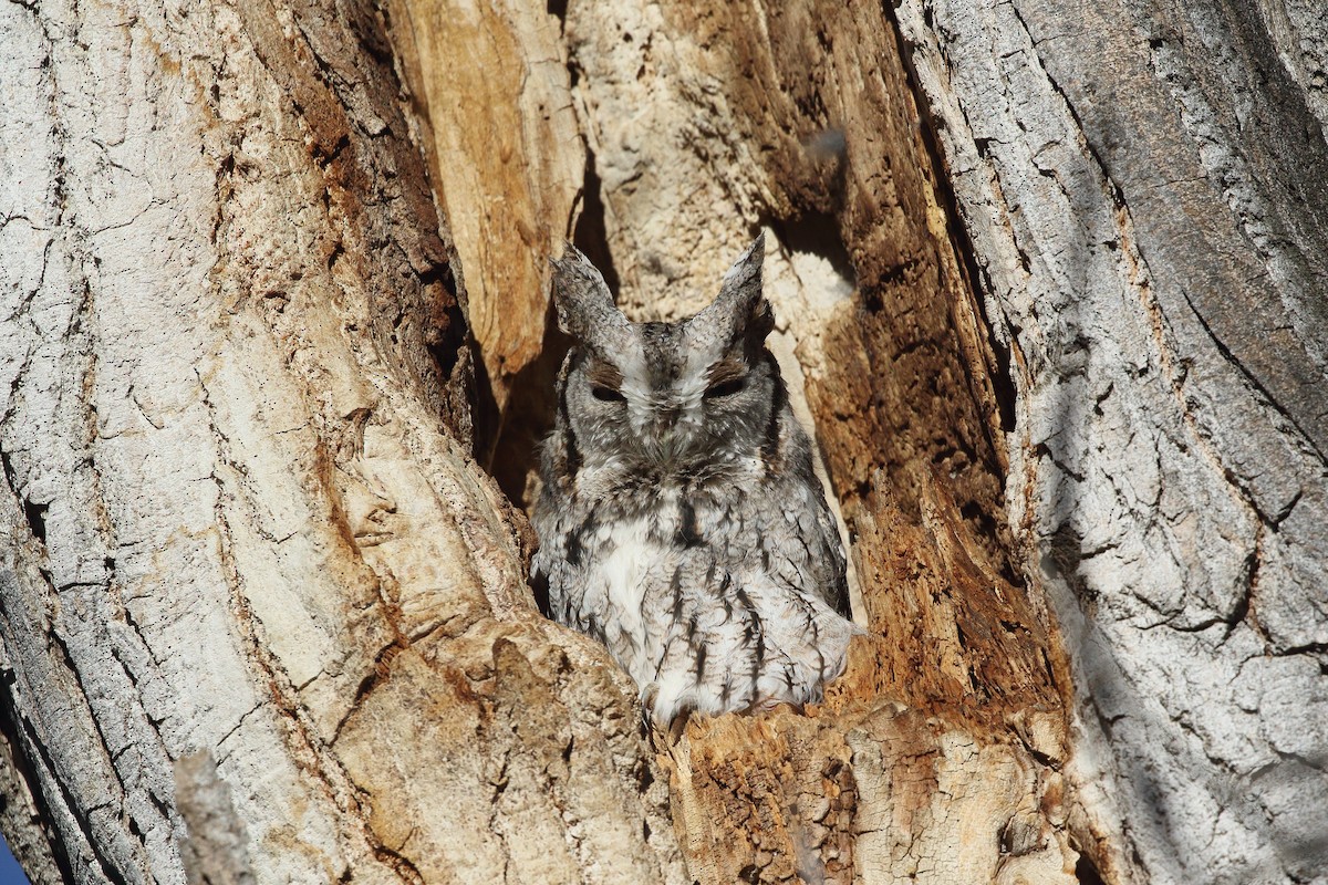 Eastern Screech-Owl - ML646465357