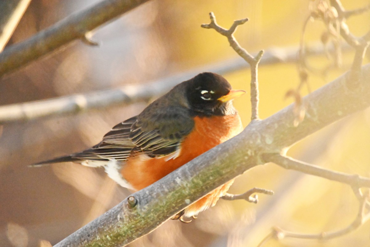 American Robin - ML646465365