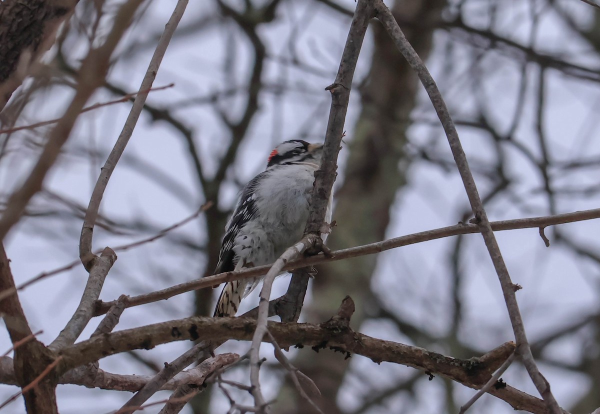 Downy Woodpecker - ML646465366