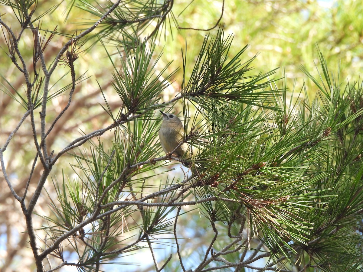 מלכילון האורנים - ML646465372