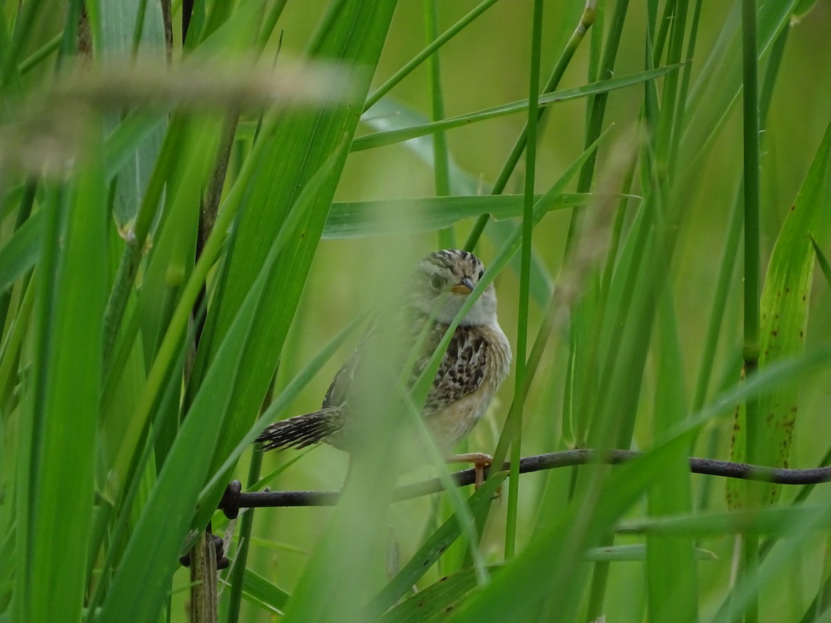 Sedge Wren - ML646465373