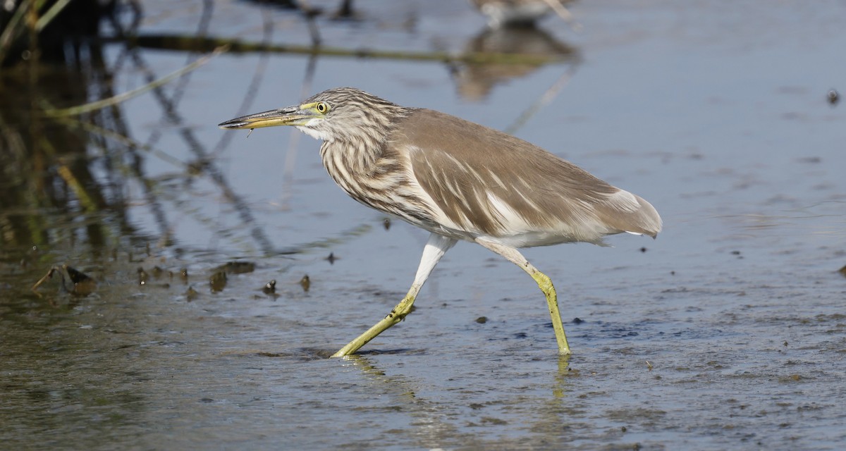 Indian Pond-Heron - ML646465374