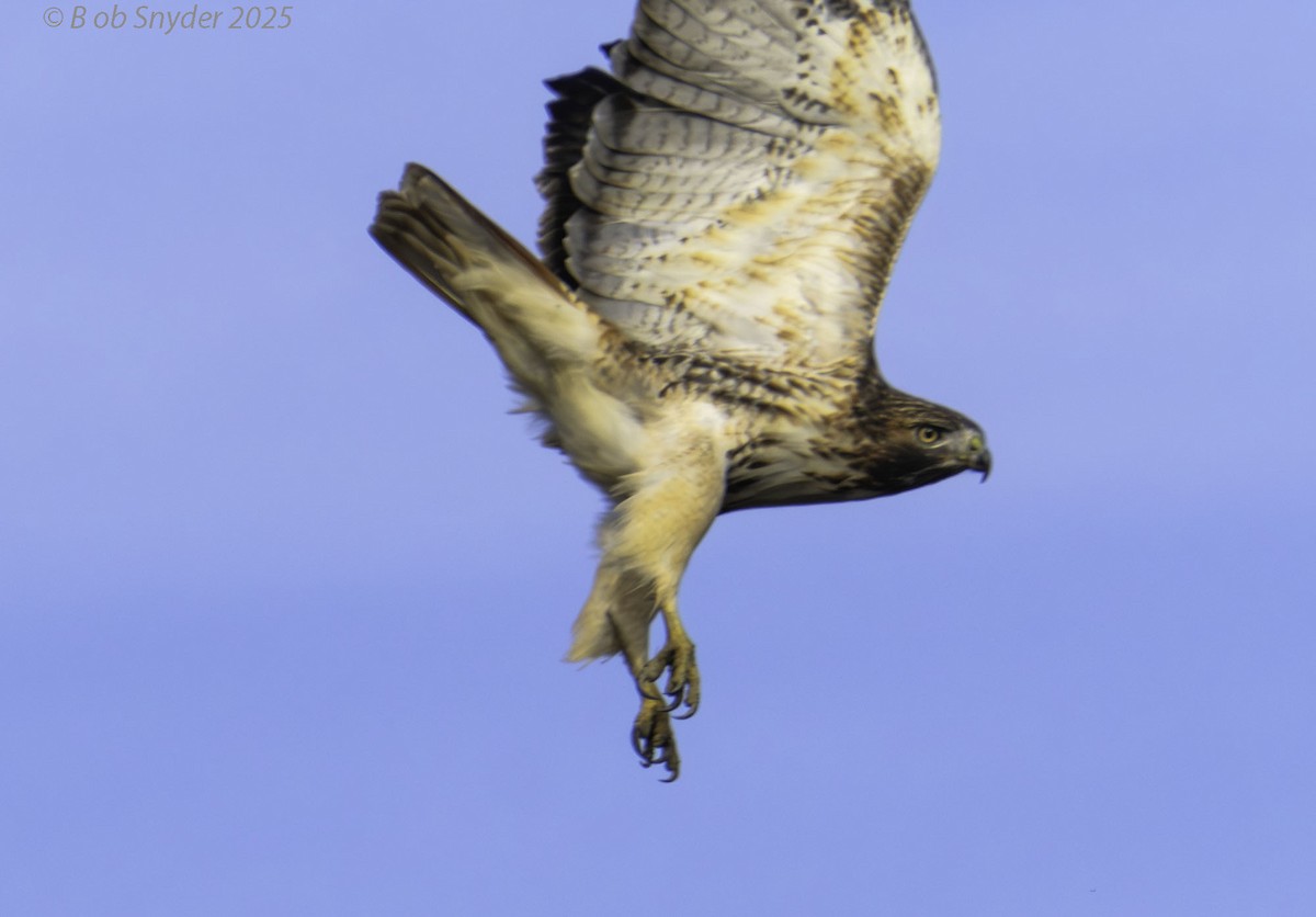 Red-tailed Hawk - ML646465377