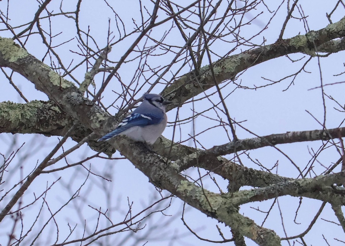 Blue Jay - ML646465380