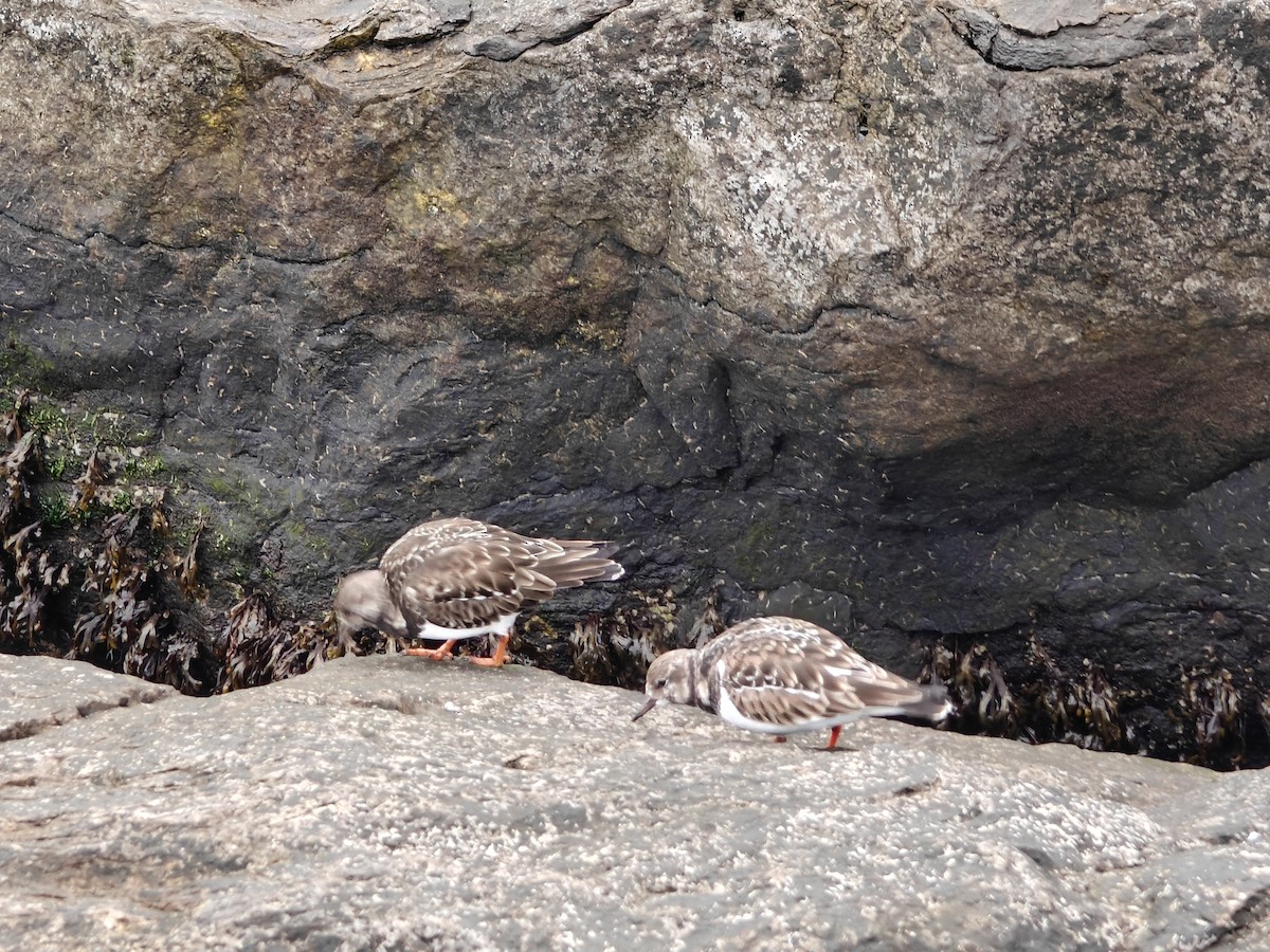 Ruddy Turnstone - ML646465383