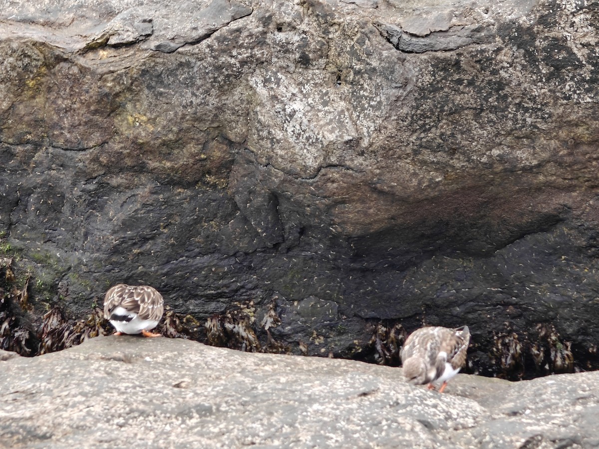 Ruddy Turnstone - ML646465384
