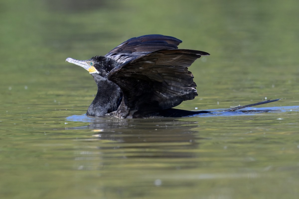 Neotropic Cormorant - ML646465386