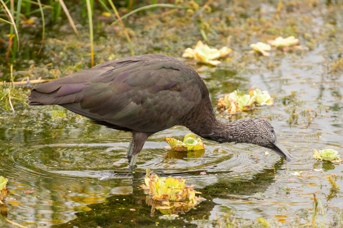 ibis hnědý - ML646465393