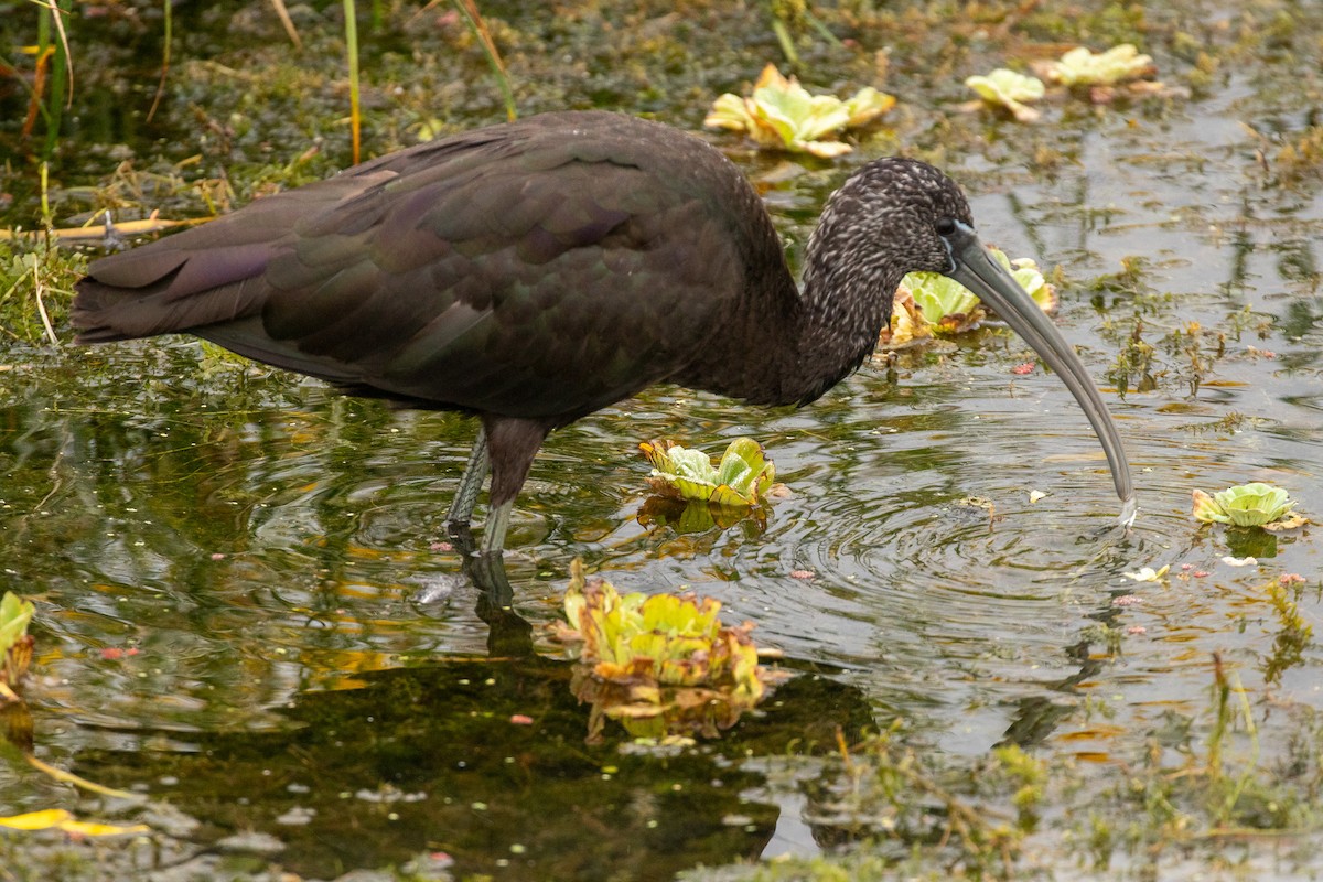 ibis hnědý - ML646465394
