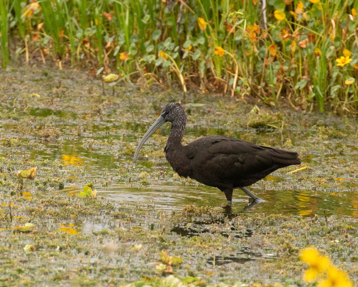 ibis hnědý - ML646465395