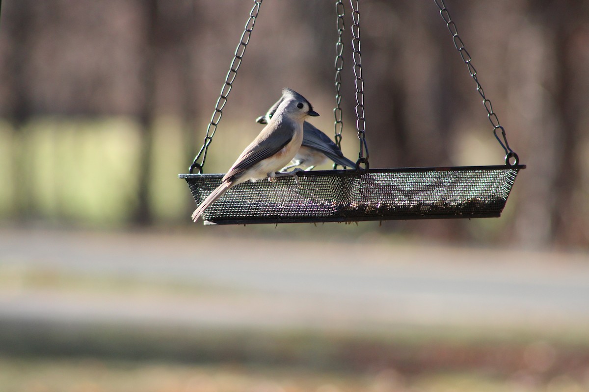 Tufted Titmouse - ML646465396