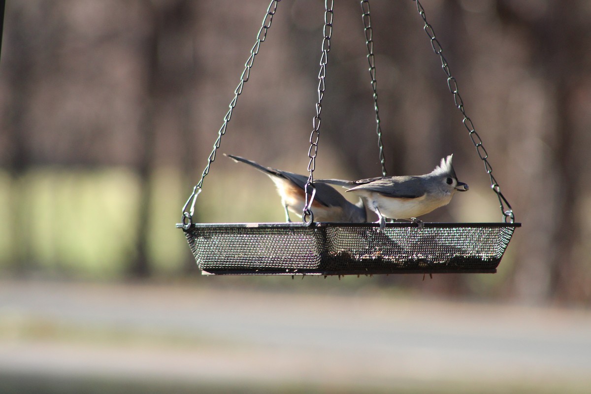 Tufted Titmouse - ML646465397