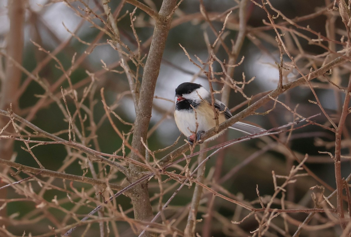 Black-capped Chickadee - ML646465400