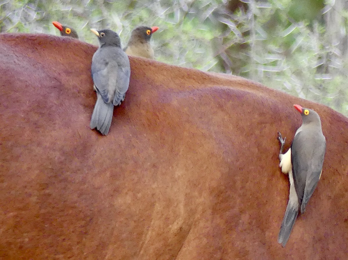 rødnebboksehakker - ML646465403