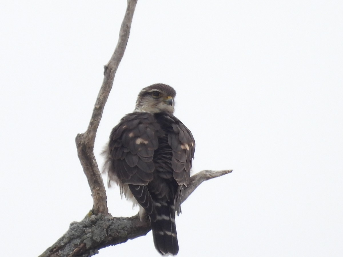 Merlin - ML646465405