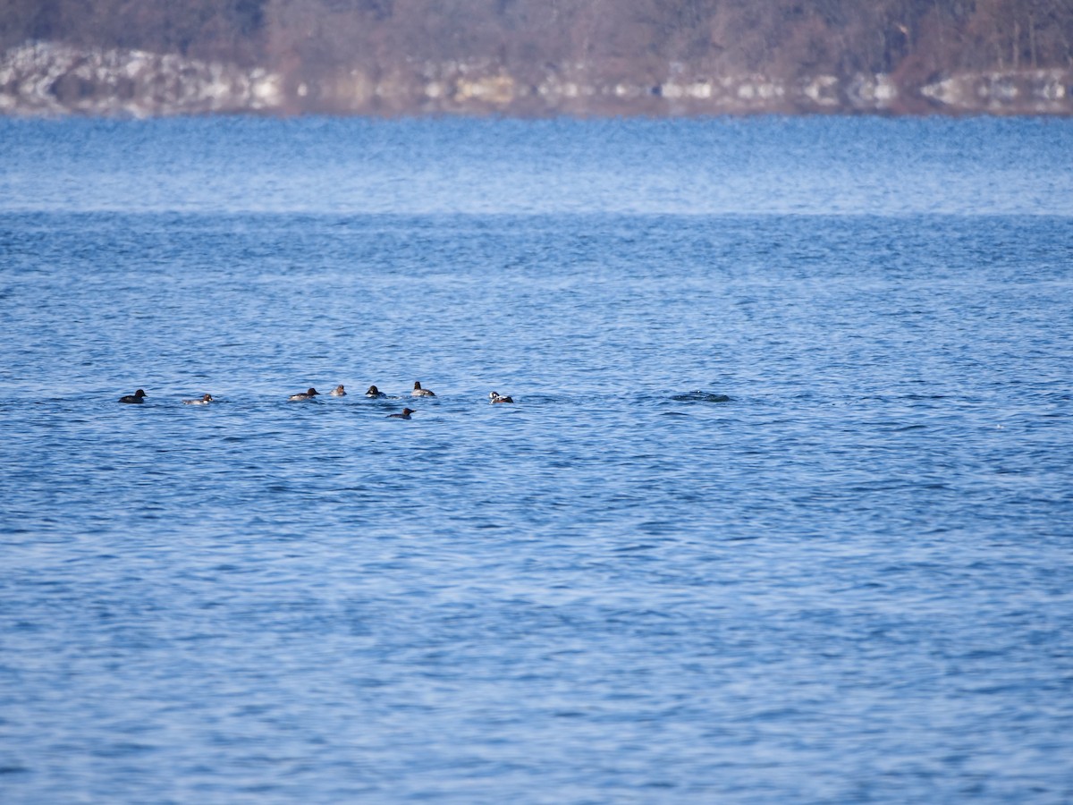 Каменушка - ML646465406