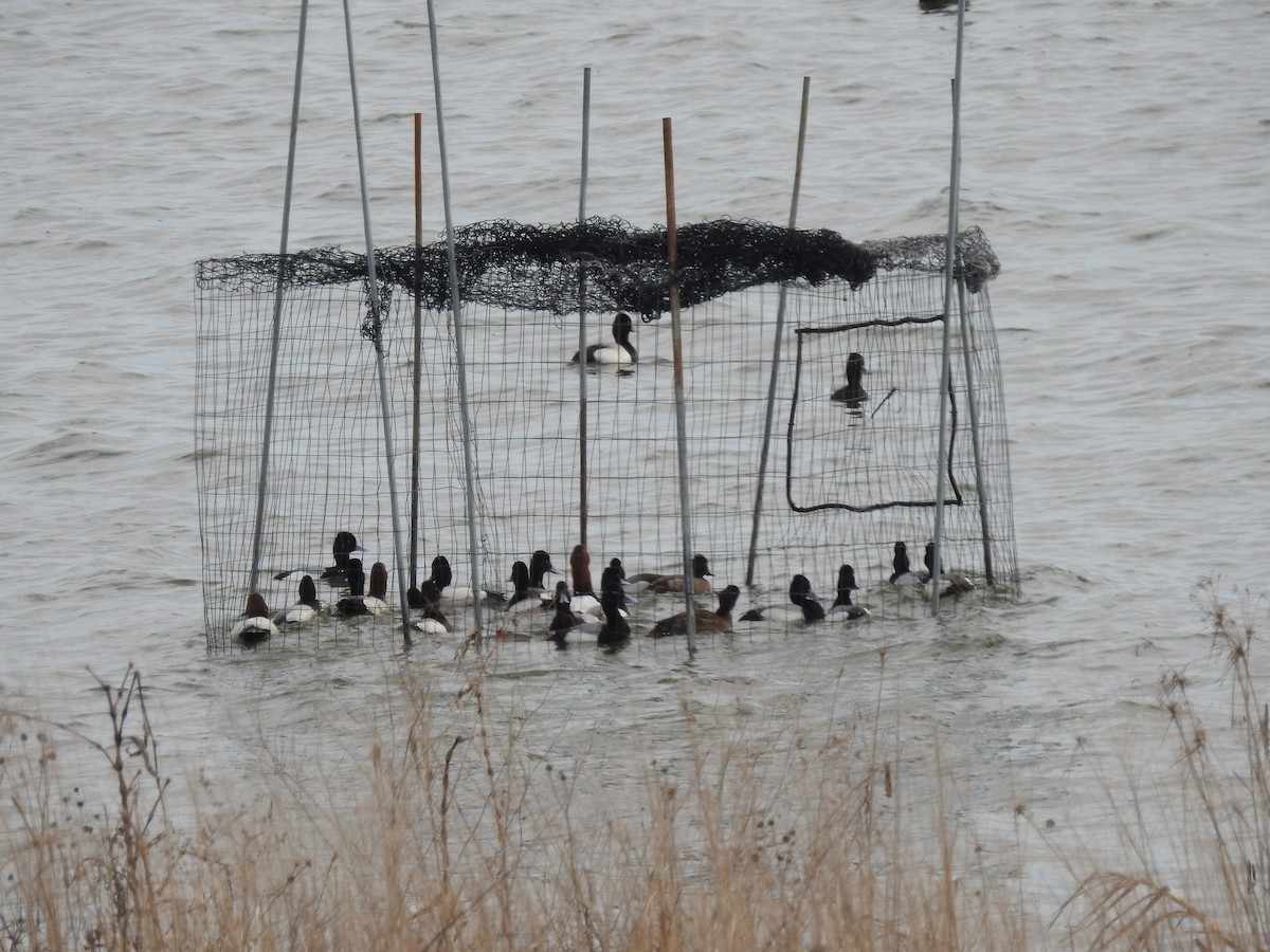 コスズガモ - ML646465409