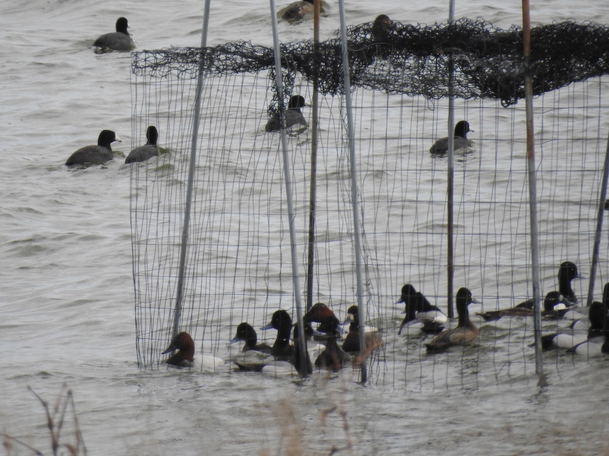 コスズガモ - ML646465410