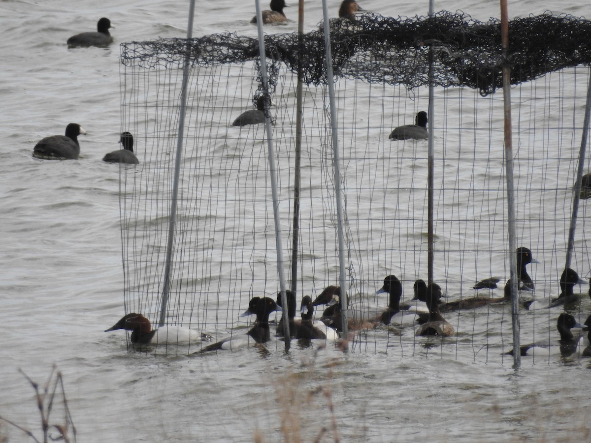 コスズガモ - ML646465411